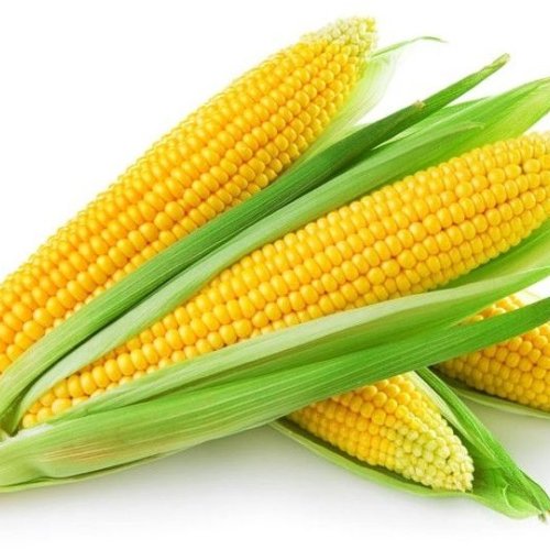 Maize