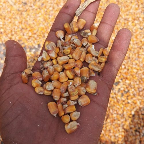Yellow Maize Seeds Yellow Maize Seeds