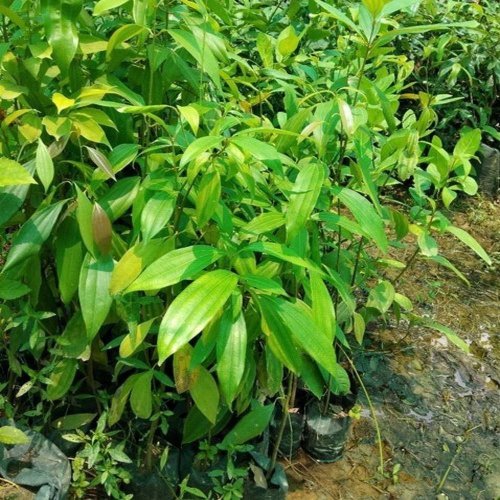 Cinnamon Plants