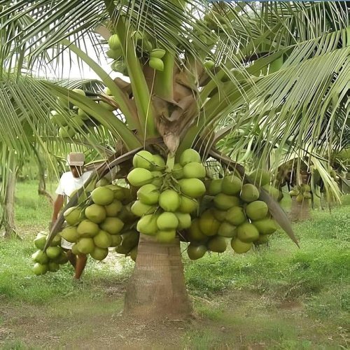Coconut Plants