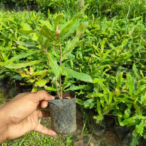 Macadamia Nut Plants