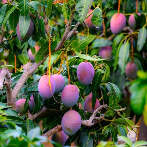 Miyazaki Mango Plants