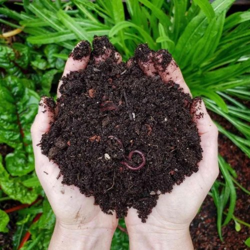Vermicompost