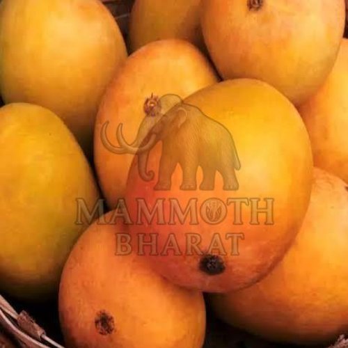 Benishan Mangoes