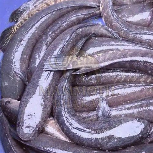 Freshwater Snakehead Murrel Fish