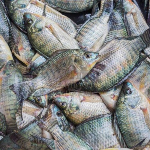 Frozen Tilapia Fish