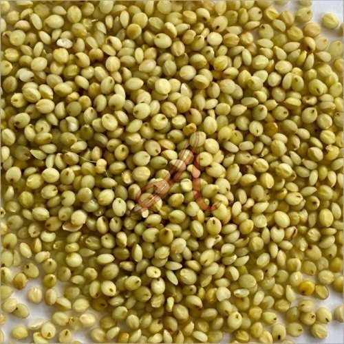 Browntop Millet Seeds