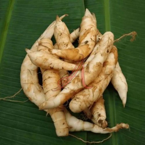 Fresh Arrowroot