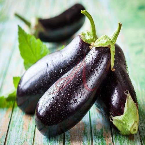 Fresh Aubergine