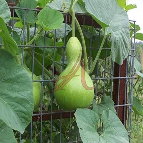 Fresh Calabash Gourd