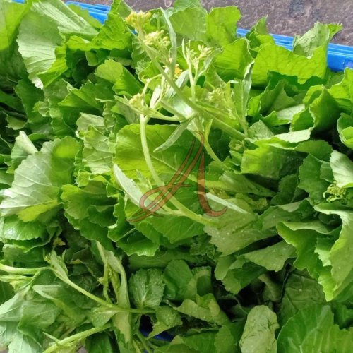 Fresh Mustard Leaves