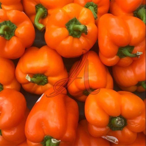 Fresh Orange Capsicum