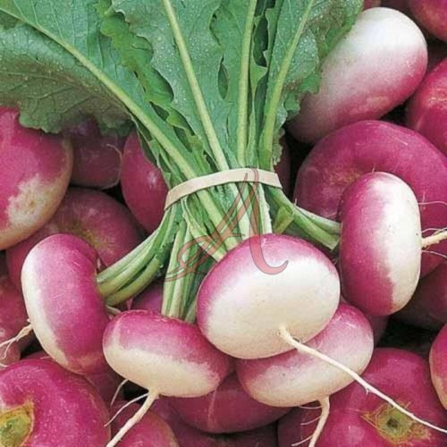 Fresh Turnip
