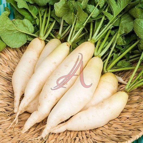 Fresh White Radish