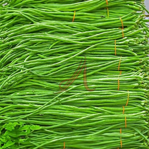 Fresh Yardlong Beans