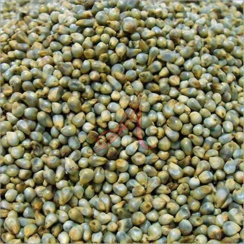 Green Millet Seeds