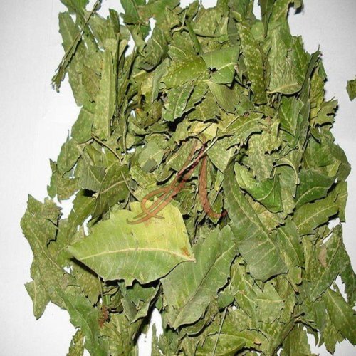Neem Leaves