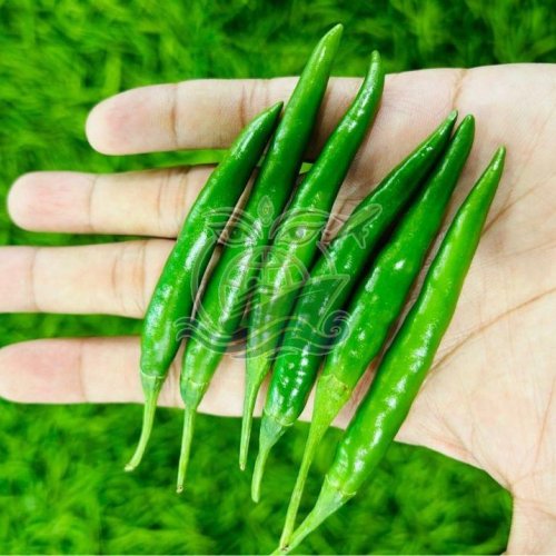 G4 Green Chilli