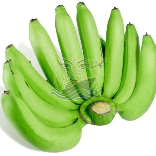 A Grade G9 Cavendish Banana