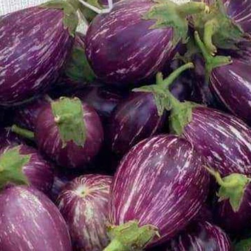 A Grade Brinjal