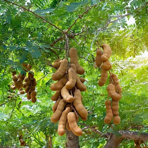 A Great Tamarind