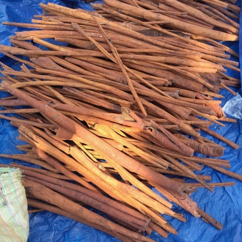 Polished Cinnamon Sticks