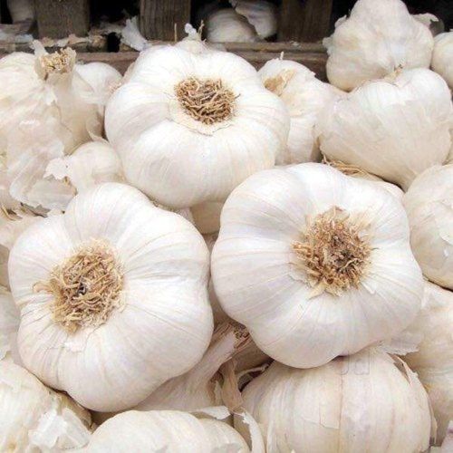 Fresh White Garlic