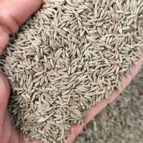 Cumin Seeds