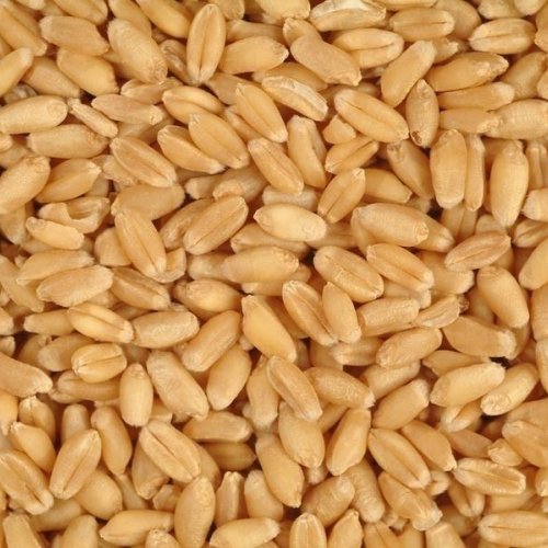 Poultry Grade Wheat Grains