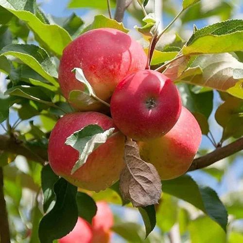 Premium Red Delicious Kashmiri Apple