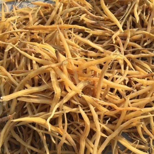 Nepali Shatavari Roots