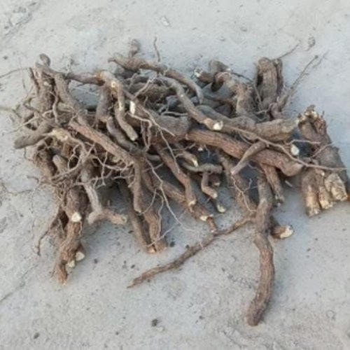 Sarpagandha Roots