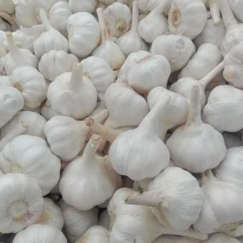 Fresh Bom Garlic