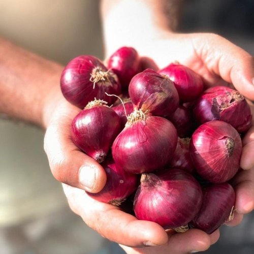 Farm Red Onion
