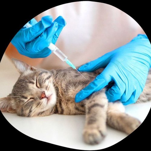 Pet Vaccination Service