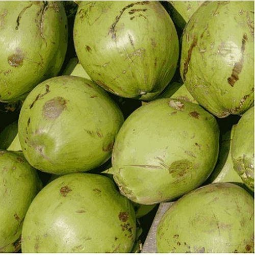 Green Tender Coconut