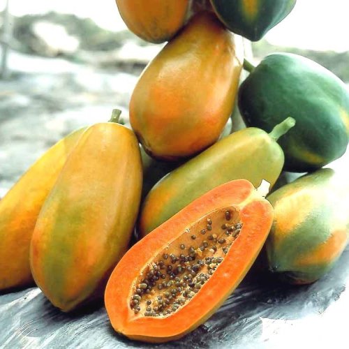 A Grade Papaya