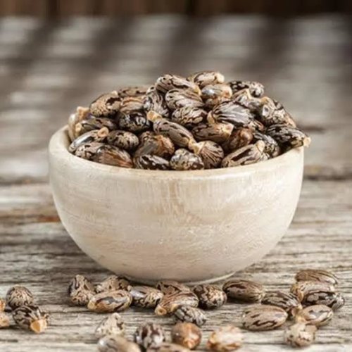 Castor Seeds
