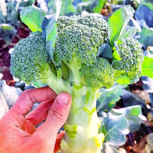 Fresh Green Broccoli