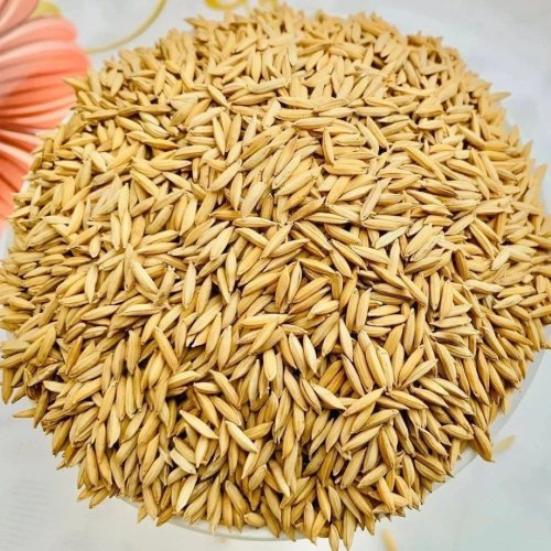 Raw Paddy Rice