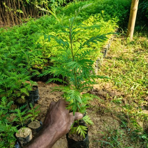 Silver Leaf Garden Plants