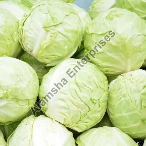 Cabbage