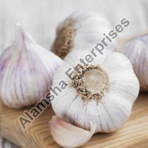 garlic