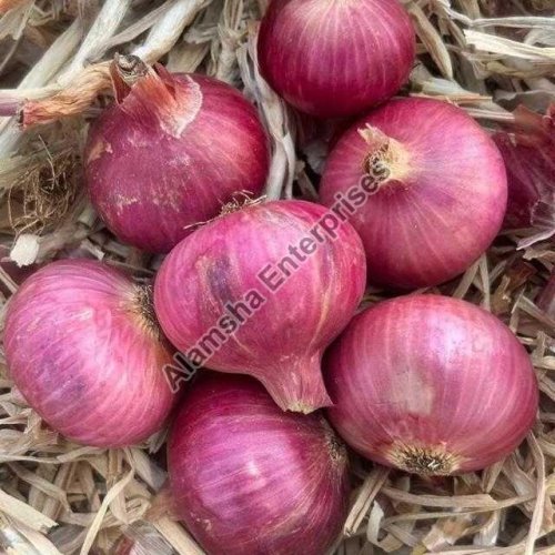 fresh red onion