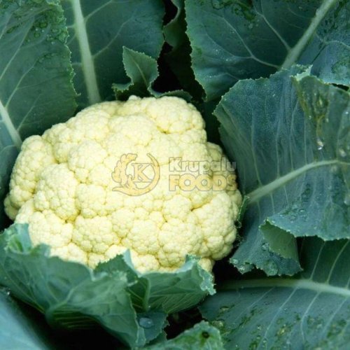 Fresh Cauliflowers