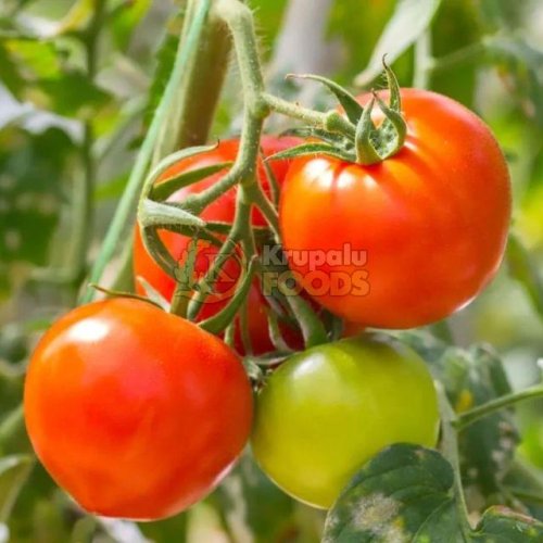 Fresh Tomato