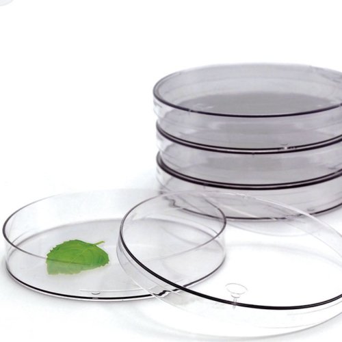 Glass Petri Dish