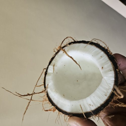 coconut