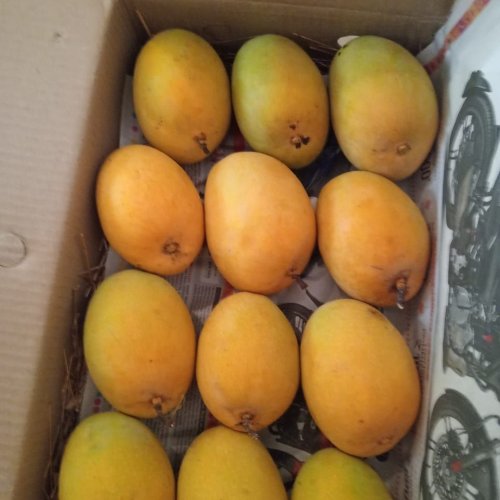 Fresh Alphonso Mango