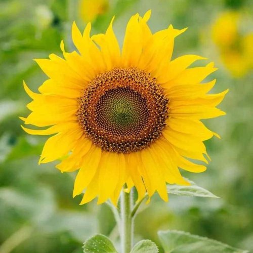 Fresh Sunflower